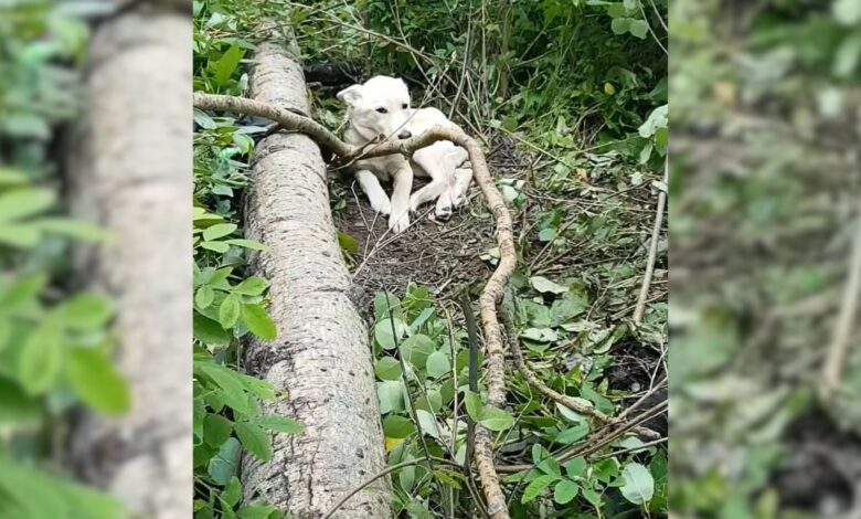 A Man Comes Across An Injured Pup Growling In The Woods And Shows Her Kindness And Love