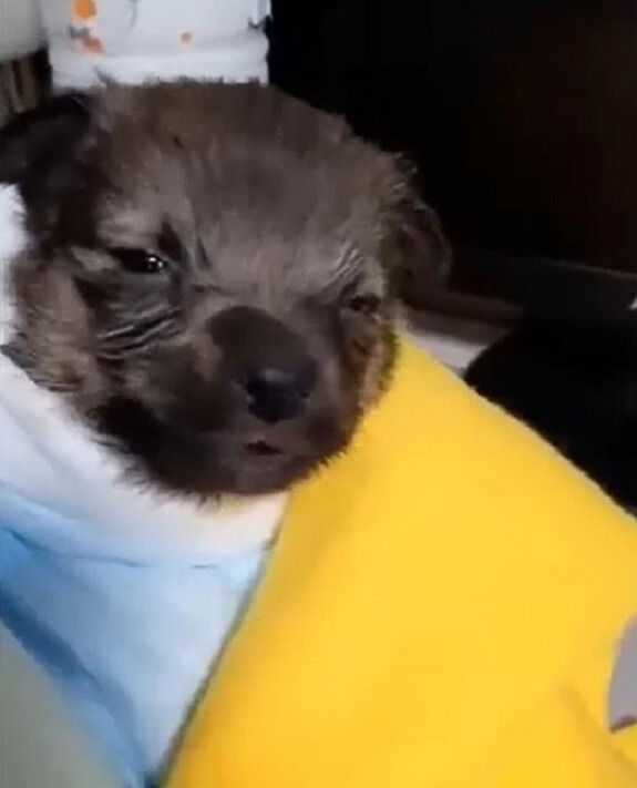 cute black newborn puppy