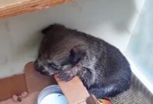A Little Adorable Puppy Dumped In A Cardboard Box Kept Crying, Wishing To Be With Her Mom