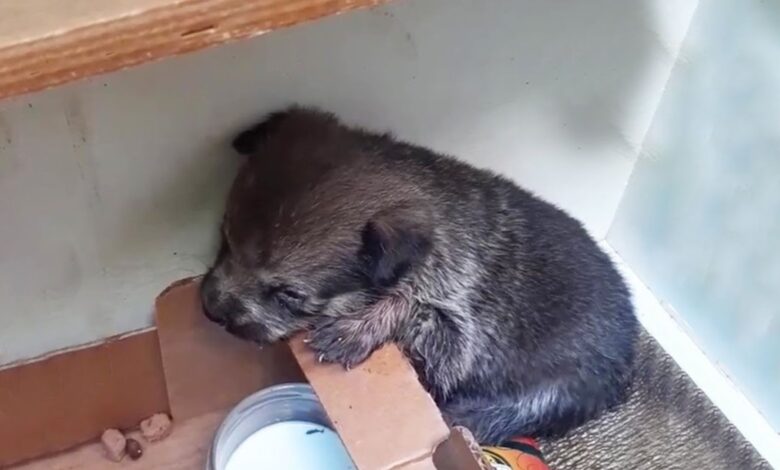 A Little Adorable Puppy Dumped In A Cardboard Box Kept Crying, Wishing To Be With Her Mom