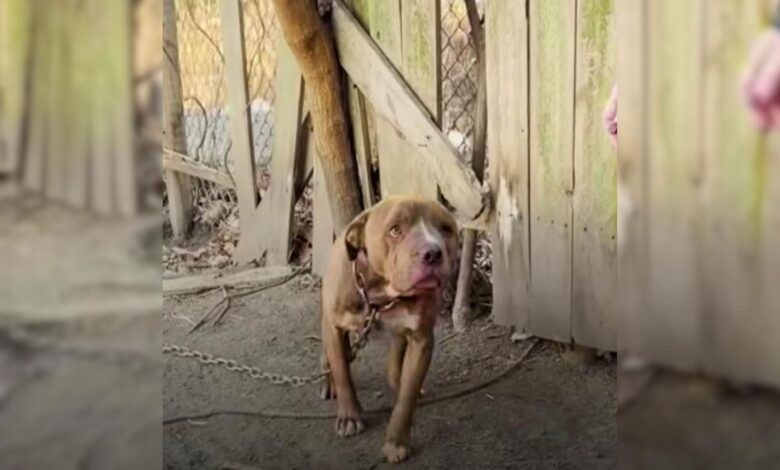Illinois Pittie Living His Life On A Chain Finally Finds A Loving Home
