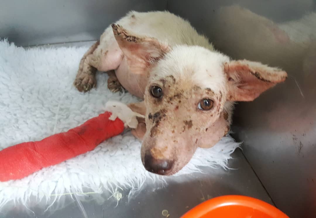injured dog with skin problems