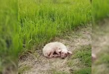 A Sick And Heartbroken Pup Desperately Waited For Her Family After They Abandoned Her In The Field