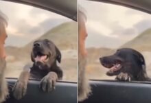 Mom Dog Stops The Rescuer’s Car And Reveals The Most Wonderful Surprise