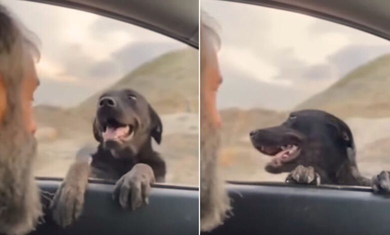 Mom Dog Stops The Rescuer’s Car And Reveals The Most Wonderful Surprise