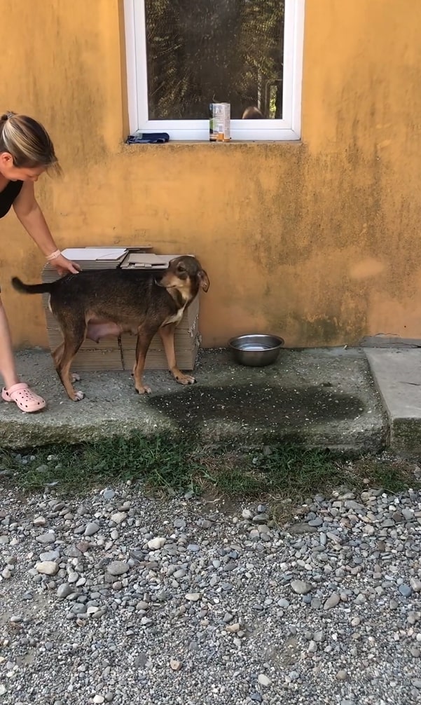 woman found starving dog mom and her babies