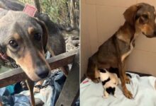 Starving Dog Mom And Her Babies Found In Desperate Need Of Food And Shelter