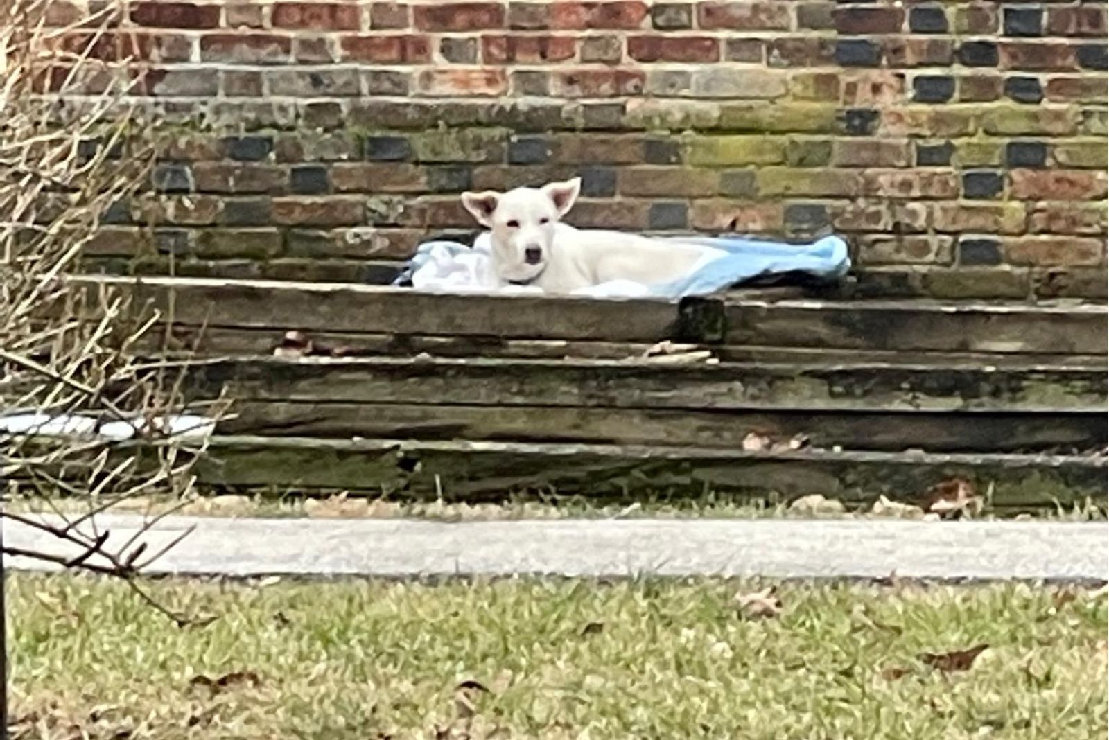 a white dog is lying in a flower bed