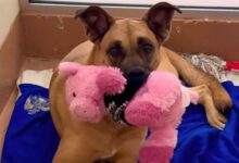 Overlooked Shelter Dog Spends 3 Years Waiting For A Home To Call Her Own