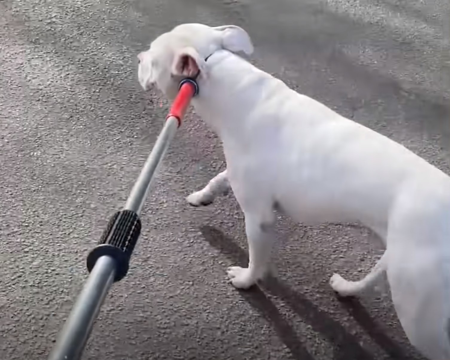 dog walking with a pole