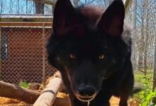 Wolf Dog Saved From A Hoarding Situation Becomes Best Friends With His Rescuer