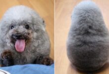 This Adorable Doggo Steals Everyone’s Hearts With His Sheep-Like Appearance