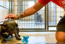 Trembling Frenchie Has No Idea What Love Was Until She Met Her Incredible Foster