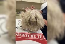 Shelter Staff Couldn’t Believe What Was Hiding Underneath A Ball Of Matted Fur