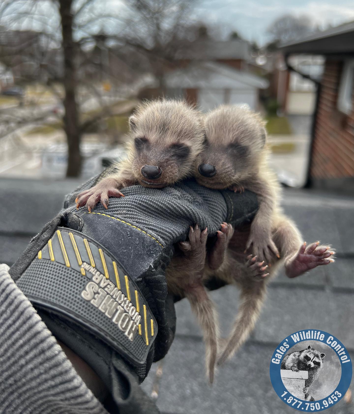 two baby raccoons on the glove