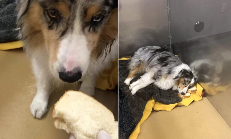 Brilliant Doggo Outwitted His Vets Who Tried To “Fool” Him With Pill-Filled Sandwiches