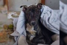 Rescuers Were Heartbroken When They Saw A Stray Pittie Freezing In The Cold Weather