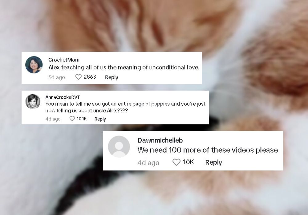 tiktok comments about cat and puppies