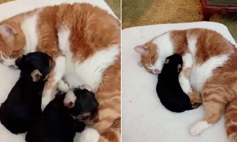 Feline Fellow Believes The Puppies Are His Babies And Strives To Be The Best Parent