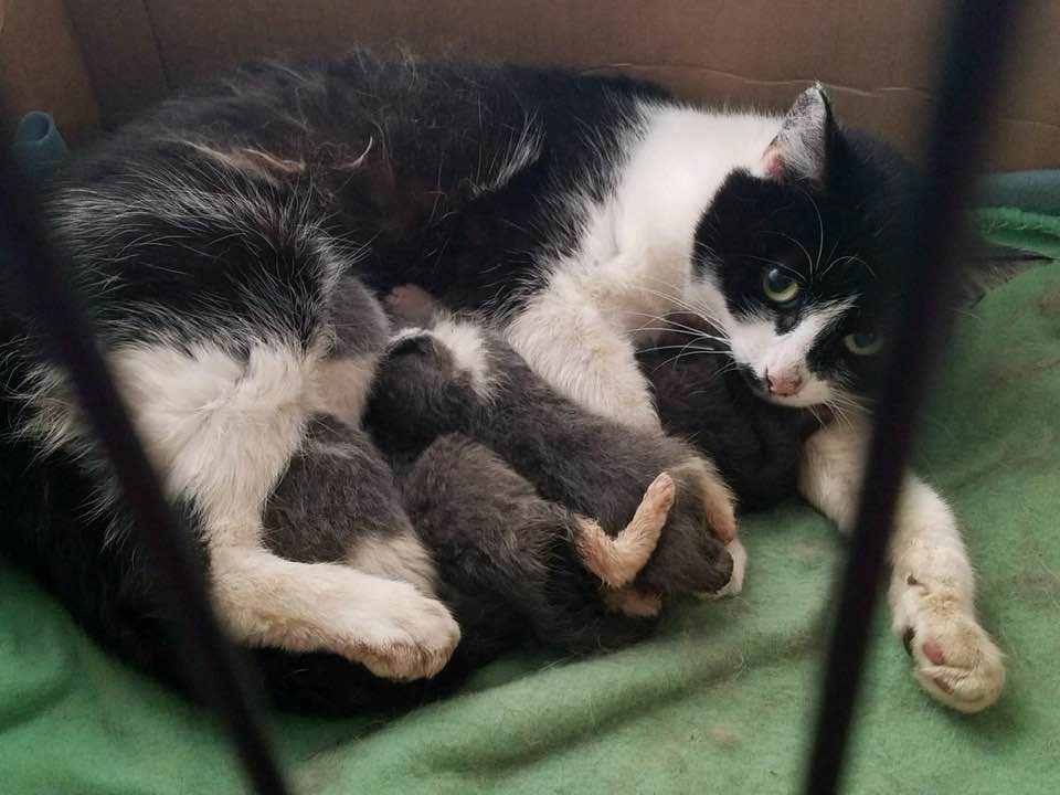 cat nursing her kittens