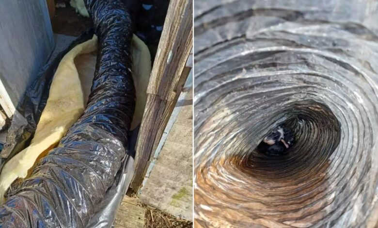 People Were Shocked To Discover The Source Of Cries Coming From The Tube Of Insulation
