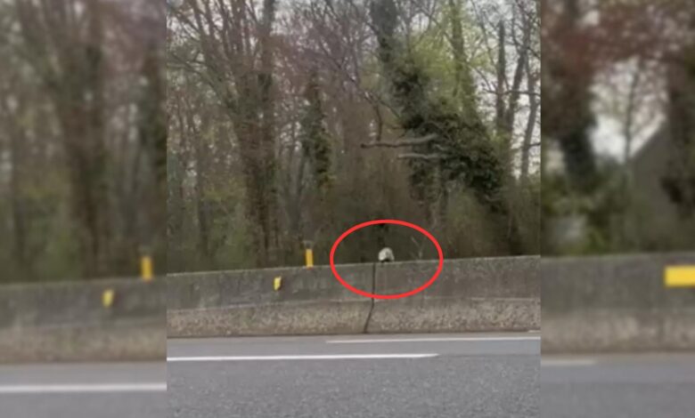 Woman Saves A Tiny Animal From A Dangerous Highway, Then Learns Its True Identity