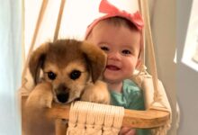 This Baby And Her Dog Babysitter Have A Very Special Bond