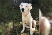 Owners Give Up Their Dog To A Shelter Because ‘They Didn’t Want Her Anymore’