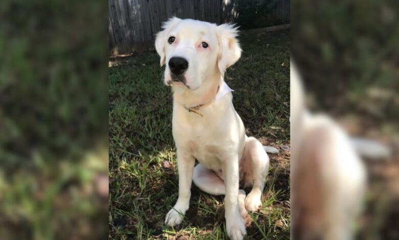 Owners Give Up Their Dog To A Shelter Because ‘They Didn’t Want Her Anymore’