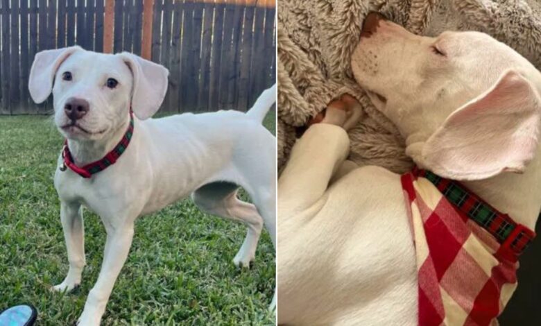 Labrador Retriever Abandoned At The Shelter Due To Hearing Impairment Finds A Loving Family 