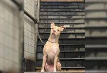 Woman’s Heart Races As She Discovers An Abandoned Dog Tied To A Subway Station Pole