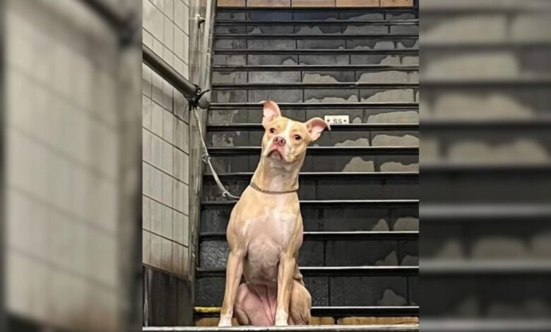 Woman’s Heart Races As She Discovers An Abandoned Dog Tied To A Subway Station Pole