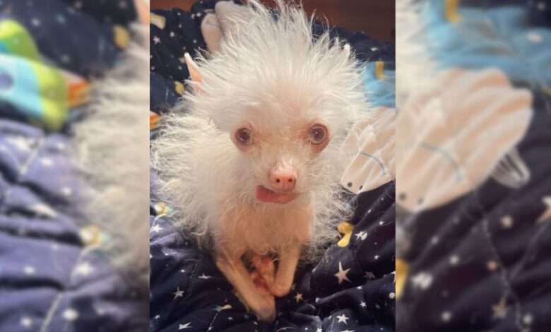 Tiny Albino Chihuahua Mix Amazes People With Her One-Of-A-Kind Look