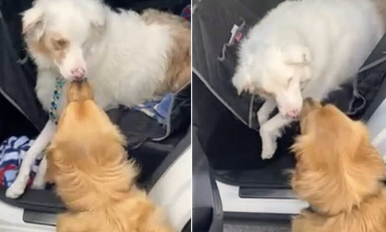 An Ohio Dog Says Hello To His Blind Friend In The Sweetest Possible Way