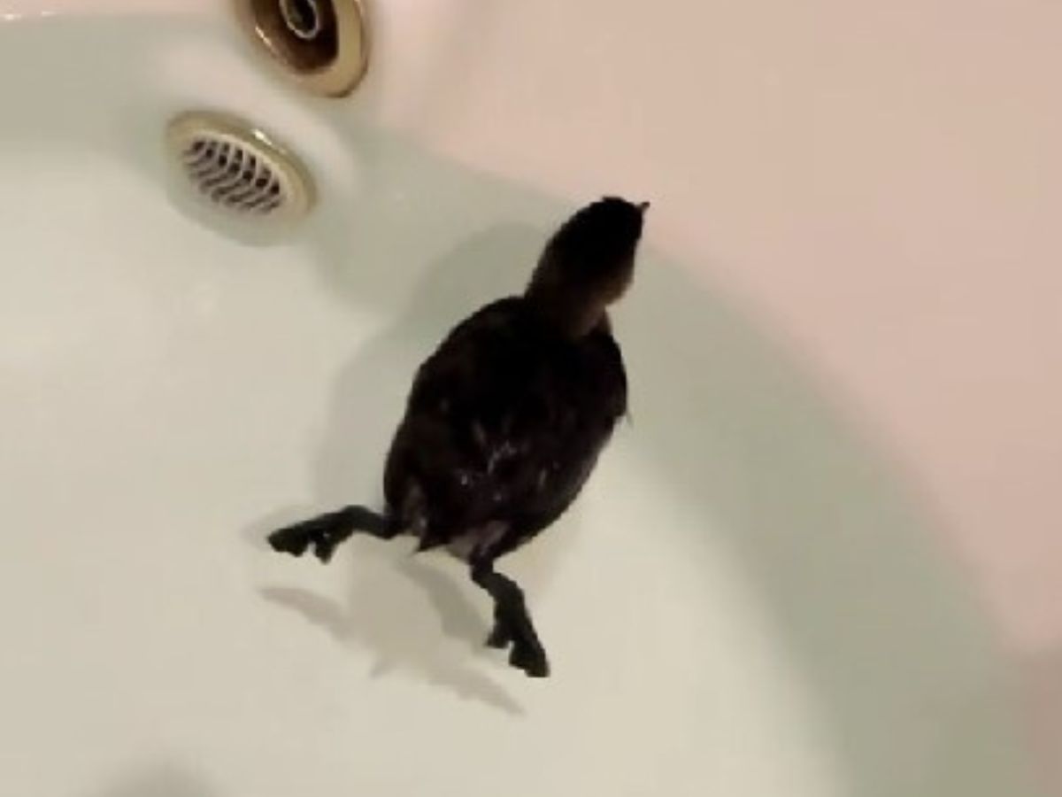 grebe in a bathtub