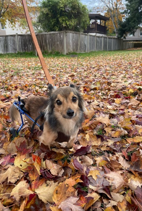 cute puppy with a wheelchair
