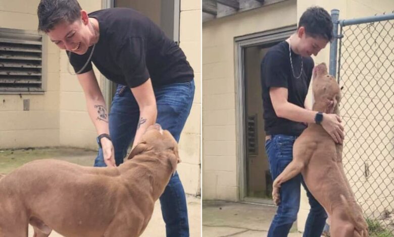 Dog Stuck At Shelter Can’t Hide Happiness After The Most Unexpected Reunion Ever