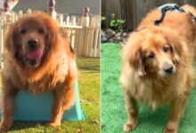 Goldie Saved From Euthanasia Due To Obesity Is On Her Way To Amazing Transformation