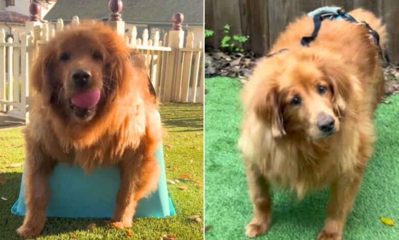 Goldie Saved From Euthanasia Due To Obesity Is On Her Way To Amazing Transformation