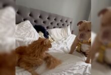 Adorable Rescue Dog Makes Friends With Everyone Except For His Cat Siblings