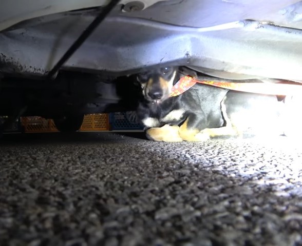 scared dog under the car