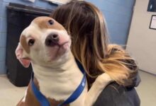 Dog Abandoned At Iowa Airport Smiles Again Around Her New Family