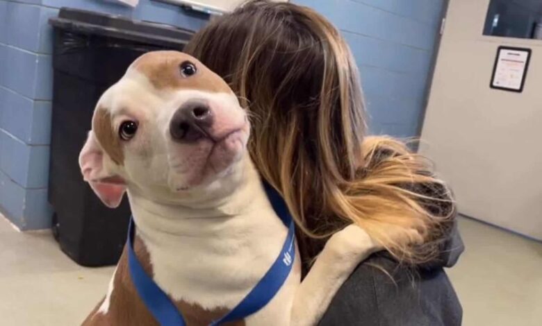 Dog Abandoned At Iowa Airport Smiles Again Around Her New Family
