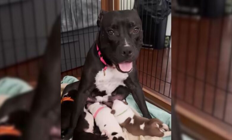Los Angeles Couple Rescues A Dog Only To Discover The Most Amazing Surprise
