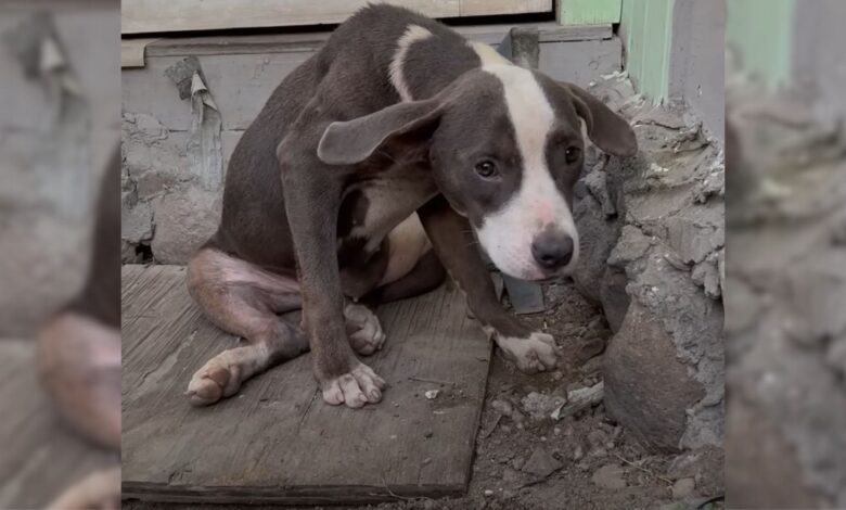 This Abandoned Pittie Just Wanted To Be Loved Again And Then He Met Someone Special