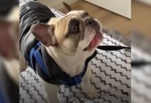 Adorable Frenchie Decided To Stop Barking And Start Talking