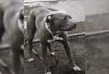 Scared Dog Found Sitting In The Middle Of The Road In Detroit Gets A New Chance