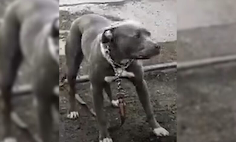 Scared Dog Found Sitting In The Middle Of The Road In Detroit Gets A New Chance