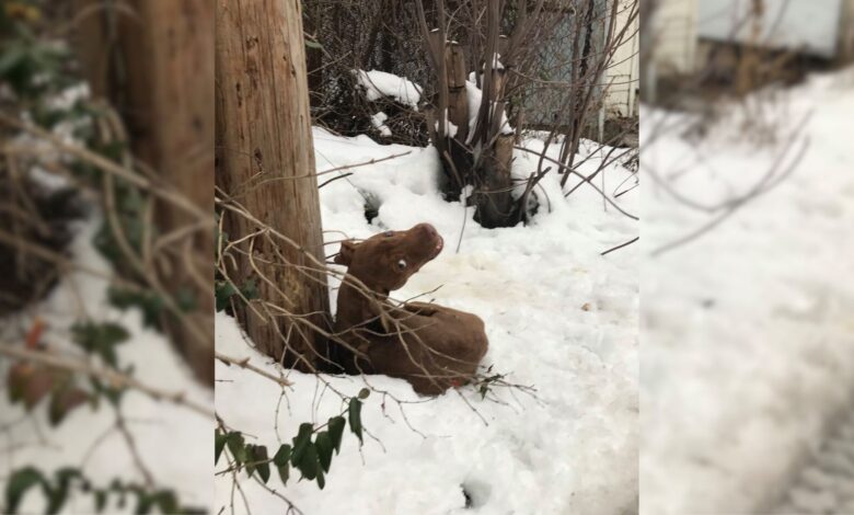 A Scared Crying Puppy Dumped In The Snow Now Has A Forever Dad Who Gives Him All His Love