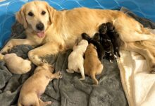 This Golden Retriever Decided To Be A Surrogate Mom To An Endangered Species